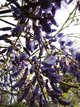 Wisteria blooms in sunlight, closeup.の写真素材