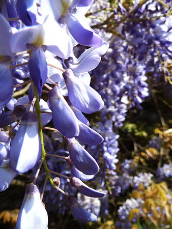 Wisteria blooms in sunlight, closeup.の写真素材
