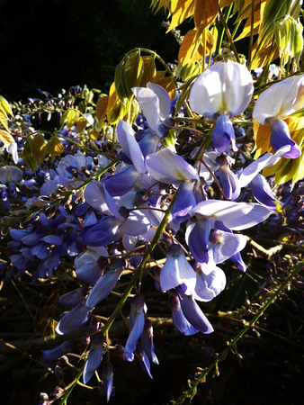 Wisteria blooms in sunlight, closeup.の写真素材