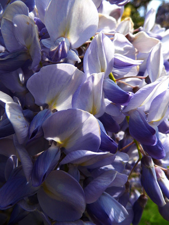 Wisteria blooms in sunlight, closeup, macro.の写真素材