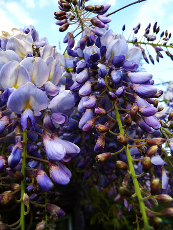Wisteria blooms in sunlight.の写真素材