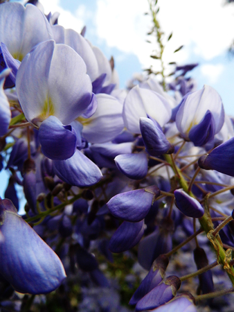 Wisteria blooms in sunlight, closeup.の写真素材
