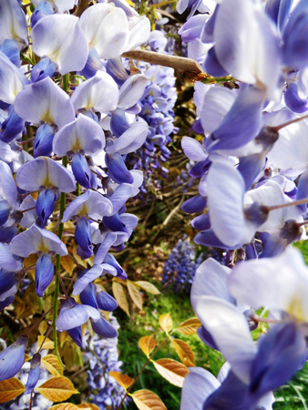 Wisteria blooms in sunlight, closeup.の写真素材