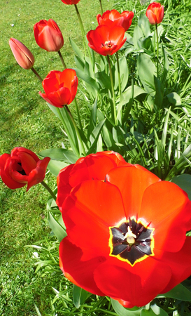 Red tulipsの写真素材