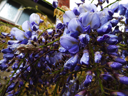 Wisteria blooms in sunlight, closeup.の写真素材