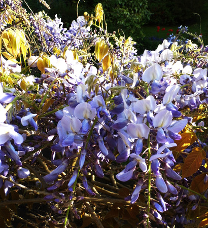 Wisteria blooms in sunlight.の写真素材