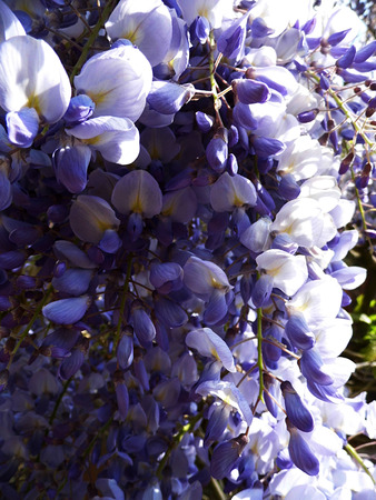 Wisteria blooms in sunlight, closeup.の写真素材