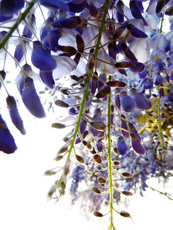 Wisteria blooms in sunlight.の写真素材