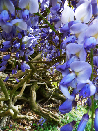 Wisteria blooms in sunlight, closeup.の写真素材