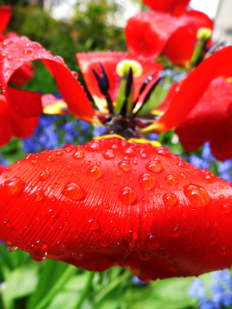 Red tulip closeup with water dropsの写真素材