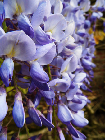 Wisteria blooms in sunlight, closeup.の写真素材