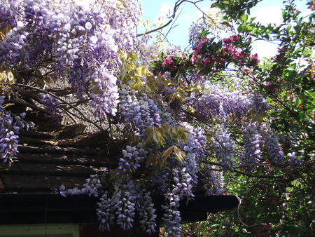 Wisteria blooms in sunlight.の写真素材