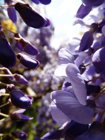 Wisteria blooms in sunlight.の写真素材