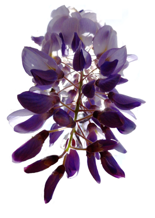 Wisteria blooms isolated against white background.の写真素材