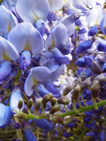 Wisteria blooms in sunlight, closeup.の写真素材
