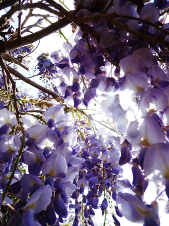 Wisteria blooms in sunlight.の写真素材