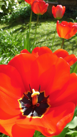 Red tulipsの写真素材