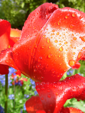 Red tulip closeup with water dropsの写真素材