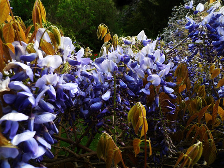 Wisteria blooms in sunlight.の写真素材