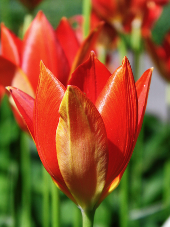 Red tulipsの写真素材