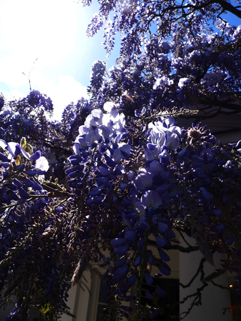 Wisteria blooms in sunlight.の写真素材
