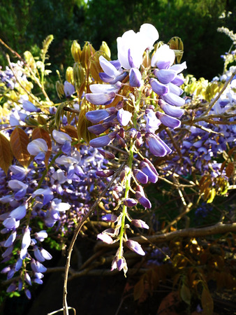 Wisteria blooms in sunlight.の写真素材