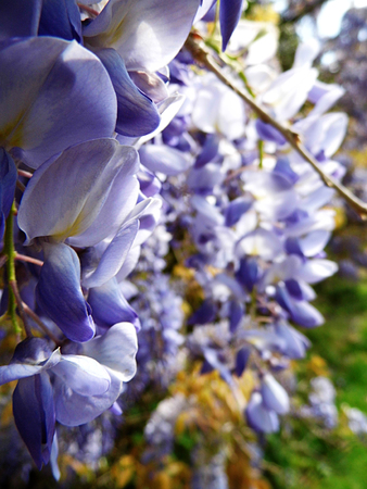 Wisteria blooms in sunlight, closeup, macro.の写真素材