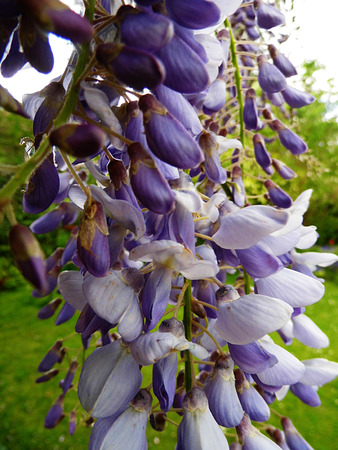 Wisteria blooms in sunlight, closeup.の写真素材