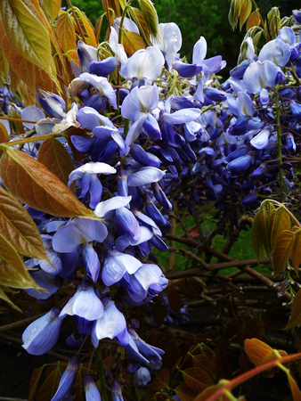 Wisteria blooms in sunlight, closeup.の写真素材