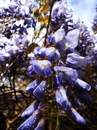 Wisteria blooms in sunlight, closeup.の写真素材