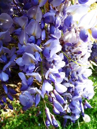 Wisteria blooms in sunlight, closeup.の写真素材