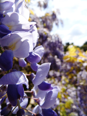 Wisteria blooms in sunlight, closeup.の写真素材