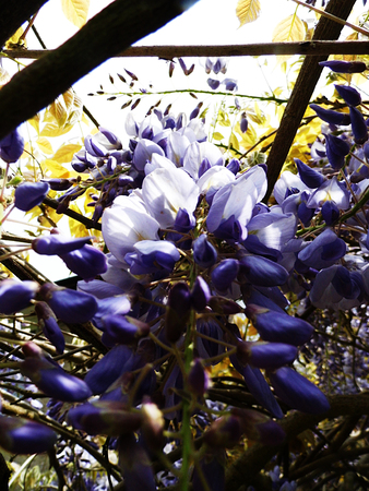 Wisteria blooms in sunlight.の写真素材