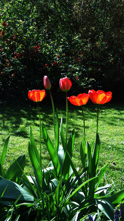 Red tulipsの写真素材