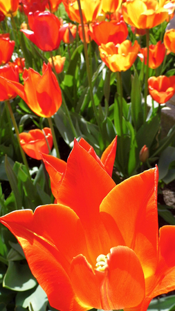 Red tulipsの写真素材