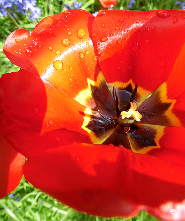 Red tulip closeup with water dropsの写真素材