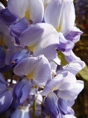 Wisteria blooms in sunlight, closeup.の写真素材