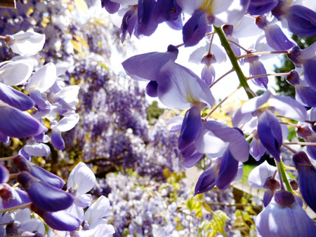 Wisteria blooms in sunlight.の写真素材