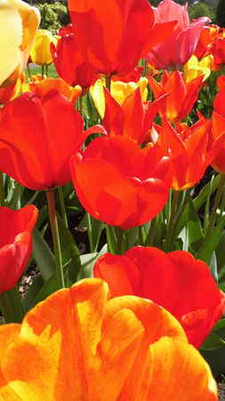 Red tulipsの写真素材