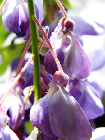 Wisteria blooms in sunlight, closeup.の写真素材