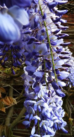 Wisteria blooms in sunlight, closeup.の写真素材