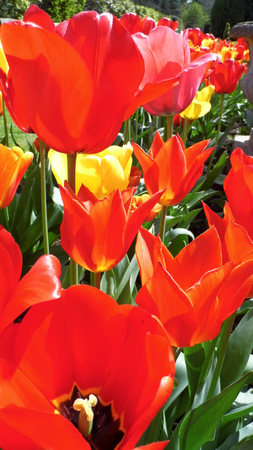 Red tulipsの写真素材