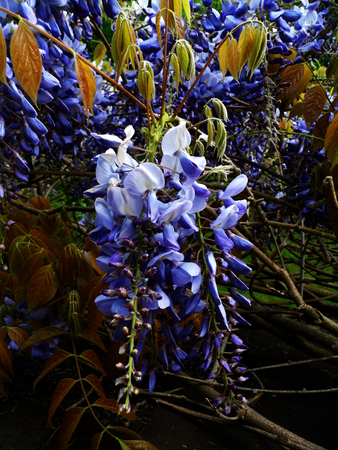 Wisteria blooms in sunlight.の写真素材