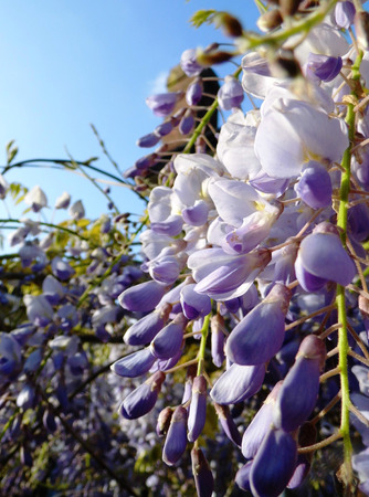 Wisteria blooms in sunlight.の写真素材