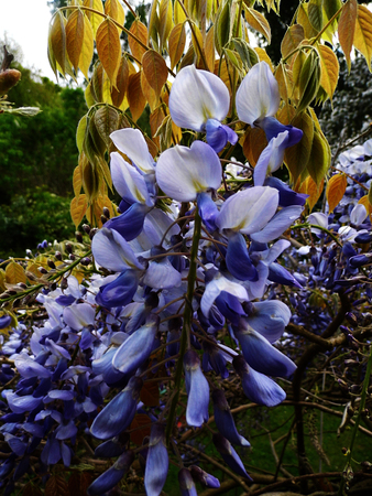 Wisteria blooms in sunlight.の写真素材