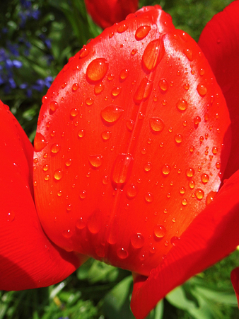 Red tulip closeup with water dropsの写真素材