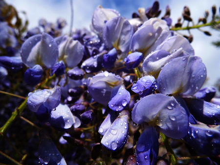 Wisteria blooms in sunlight, closeup.の写真素材