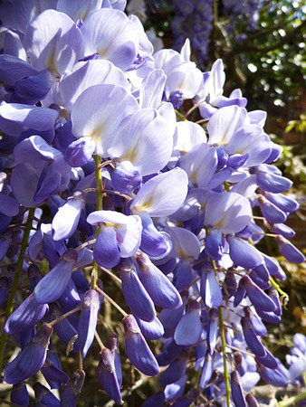 Wisteria blooms in sunlight, closeup.の写真素材