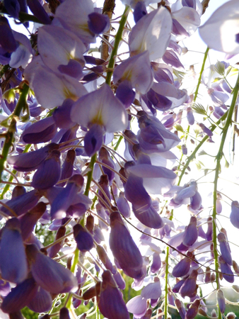 Wisteria blooms in sunlight, closeup.の写真素材