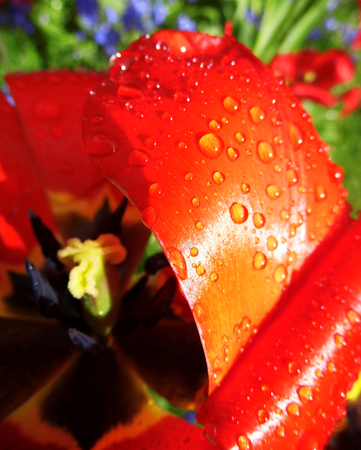 Red tulip closeup with water dropsの写真素材
